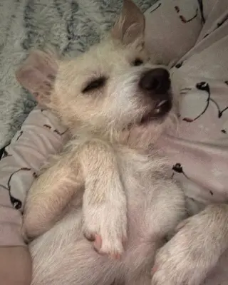 Otis