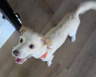 Otis
