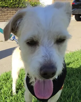 Otis
