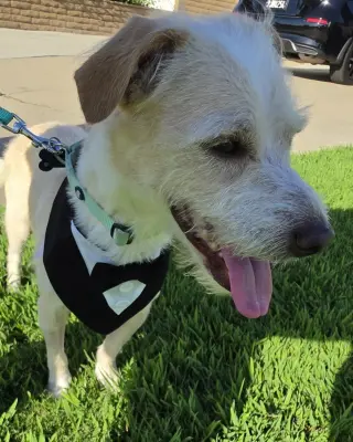 Otis
