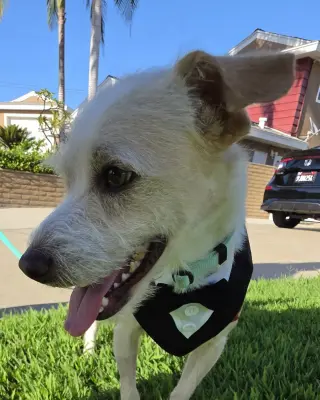 Otis