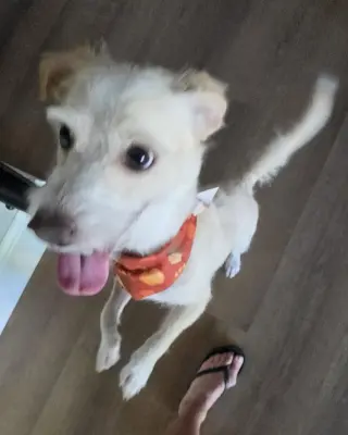 Otis