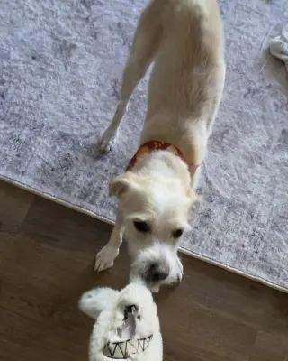 Otis