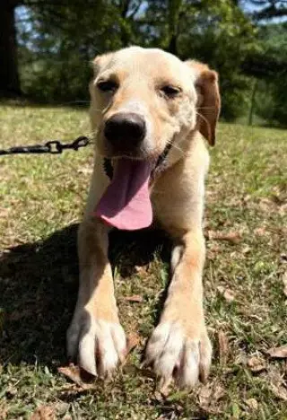 Coosa