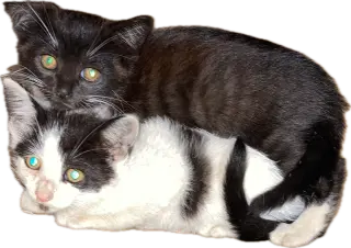 Wilson kids bonded in pairs