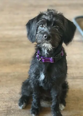 Daisy