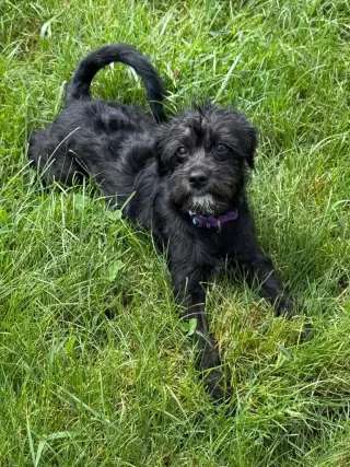 Daisy