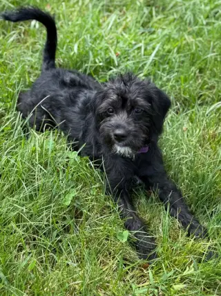 Daisy