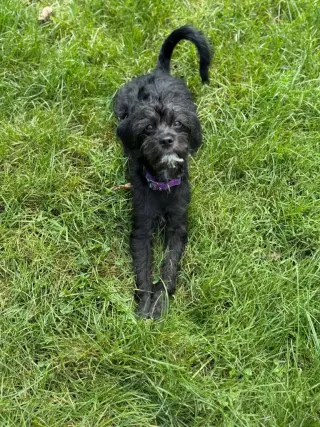 Daisy