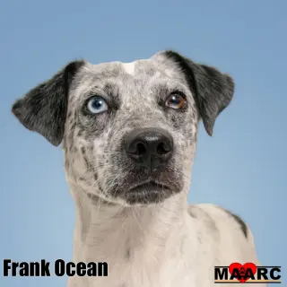 Frank Ocean