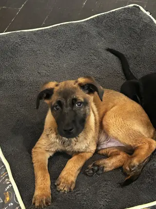 Buster