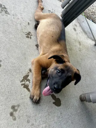 Buster