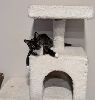 Cece