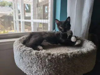 Cece