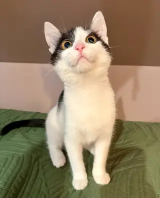 Mira