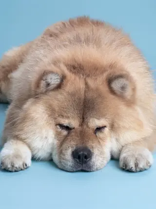 Potsticker