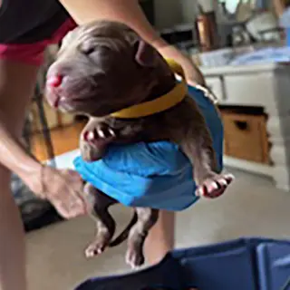 Princess Pup Aladdin