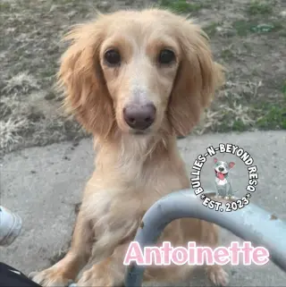 Antoinette