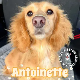 Antoinette