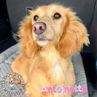 Antoinette