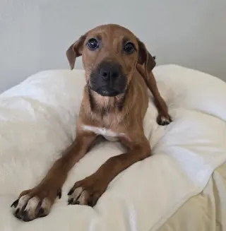 Peanut Butter