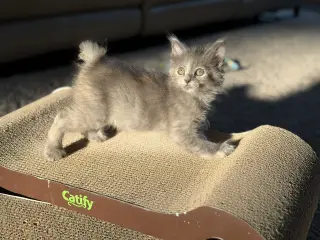Yzma bonded w/Kronk