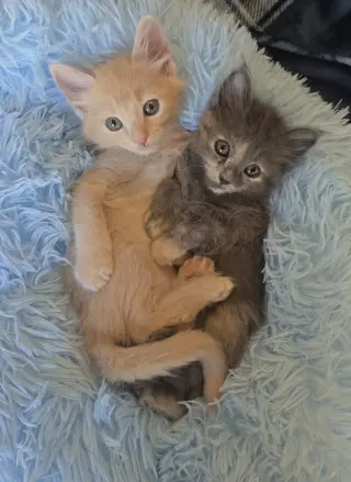 Yzma bonded w/Kronk
