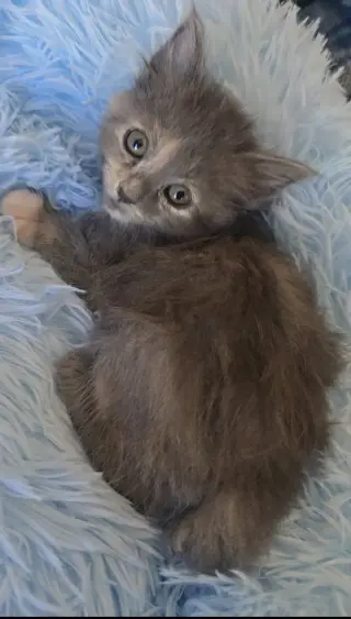Yzma bonded w/Kronk