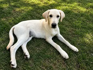 Nico