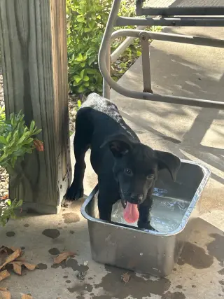 Mack