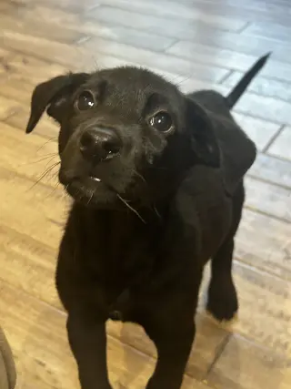 Mack