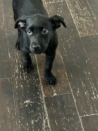 Mack