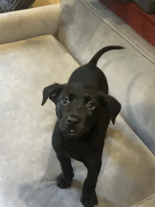 Mack