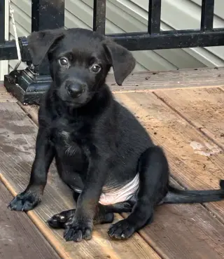 Mack