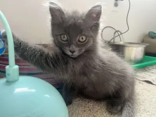 Bellatrix