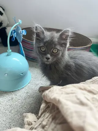 Bellatrix