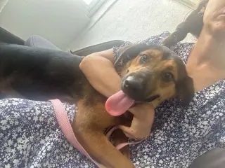 Penelope