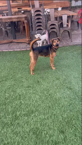 Penelope