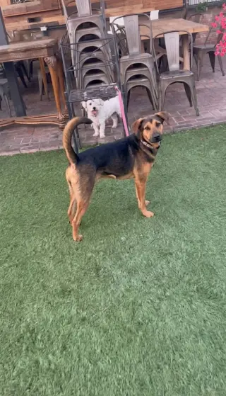 Penelope