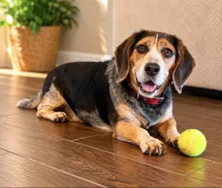 Odie