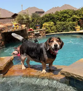 Odie