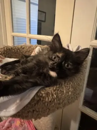 Cat Benetar