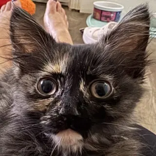 Cat Benetar
