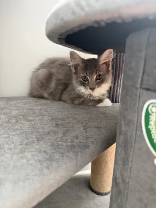 Pip