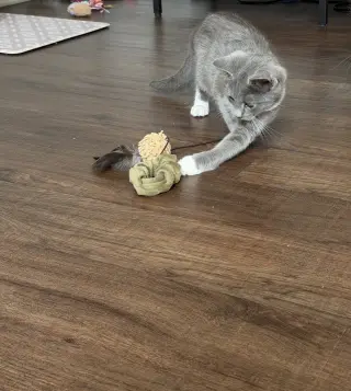 Pip
