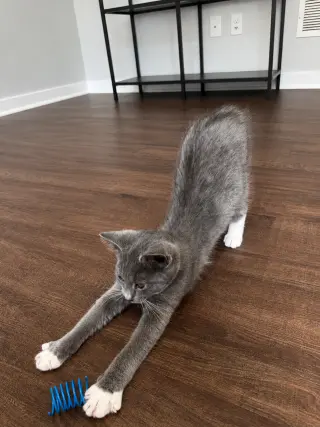 Pip