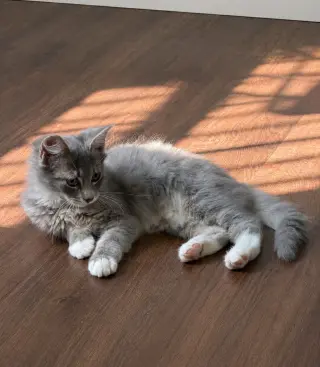 Rambo
