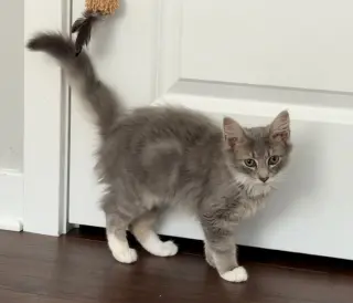 Rambo