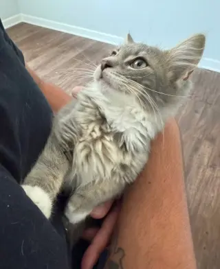 Rambo