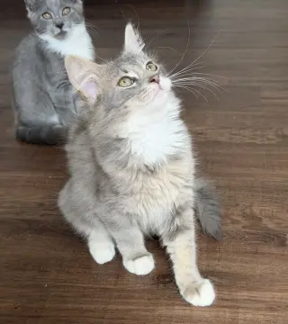 Rambo